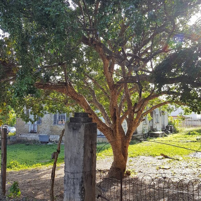 Jamaica National Tree Flower Best Flower Site